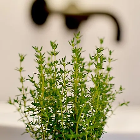 Hotel Herbal 3*