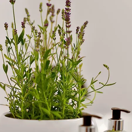 Herbal Hotel 3*
